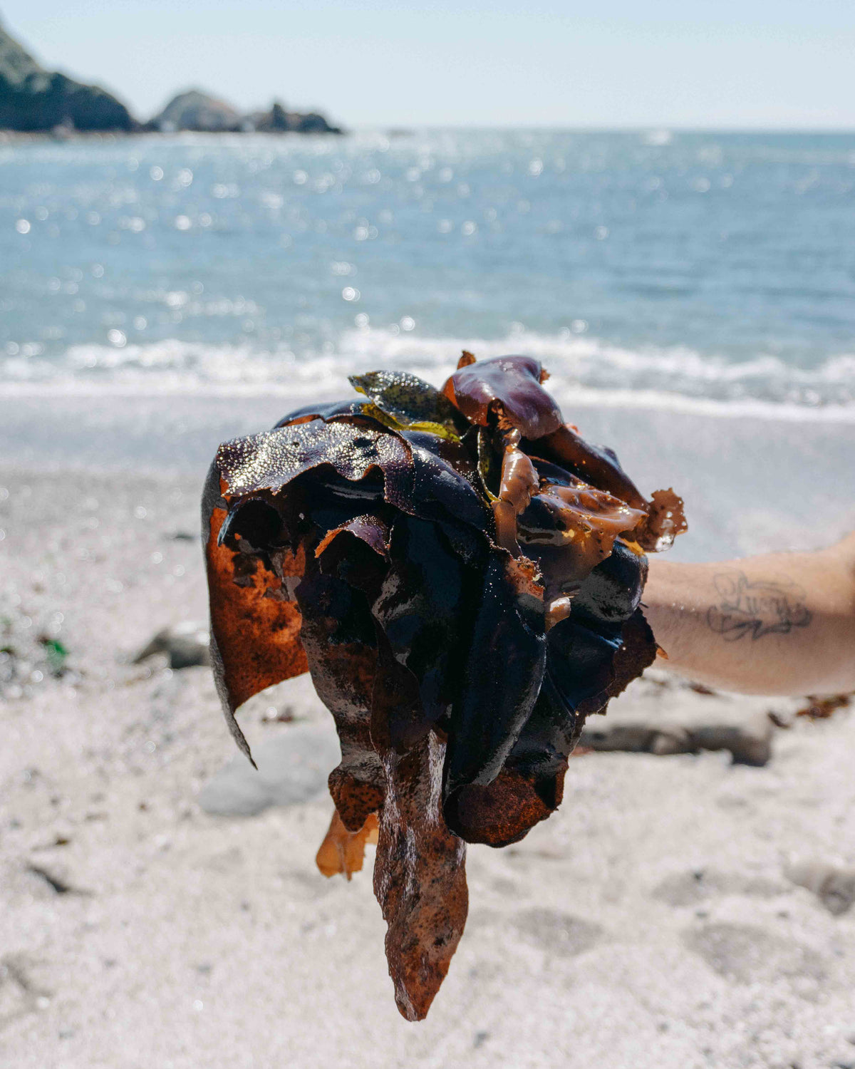 Seaweed