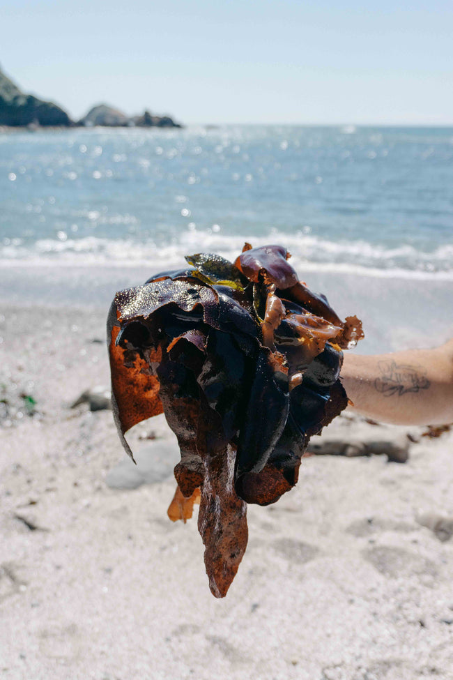 Seaweed