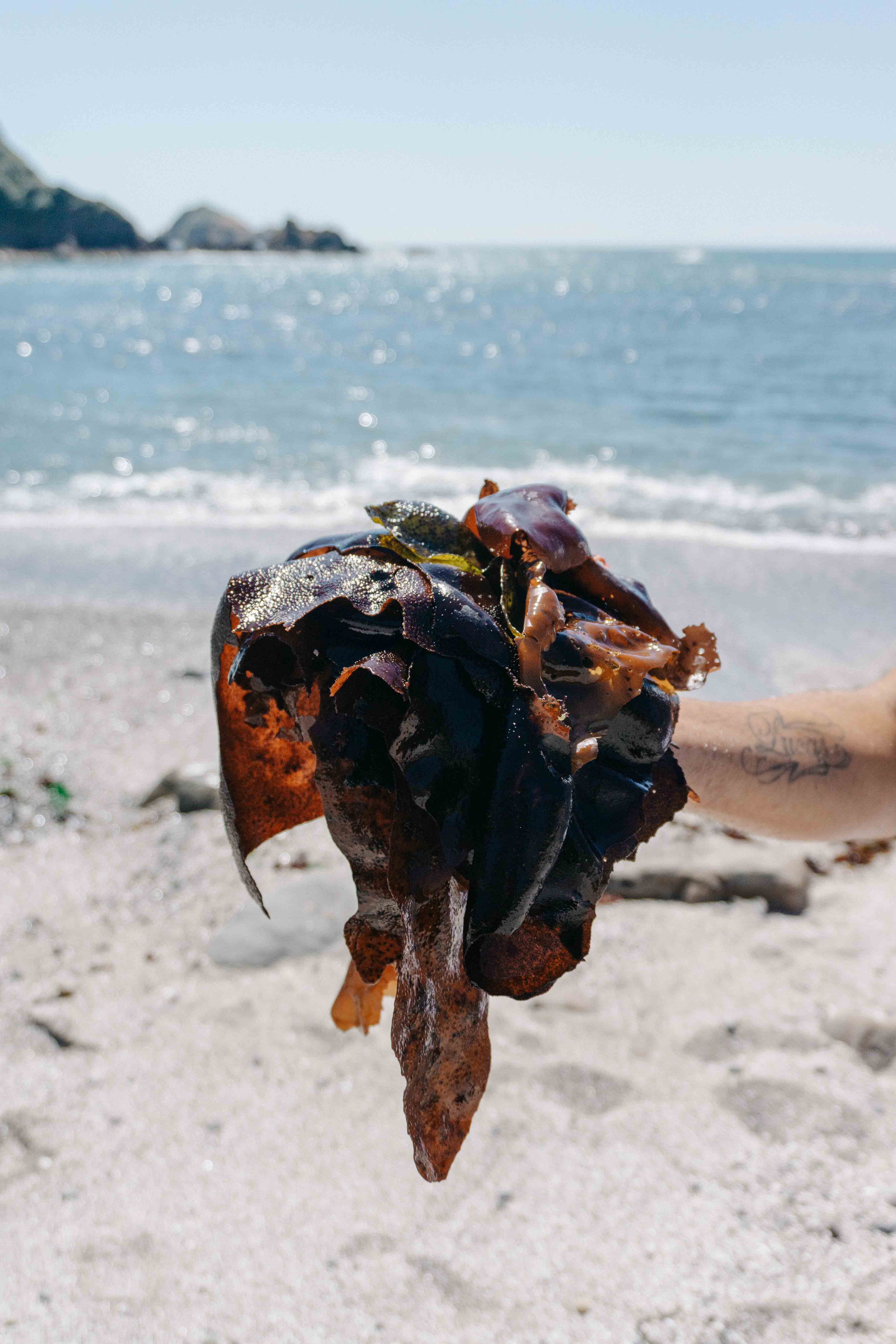 Seaweed