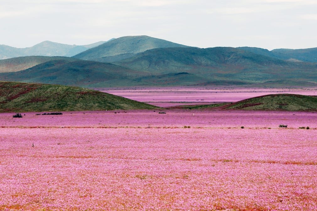 El Desierto Florido - MAIWE