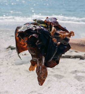Seaweed