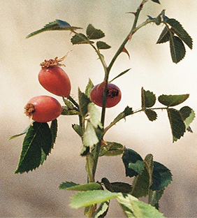 Wild rosehip